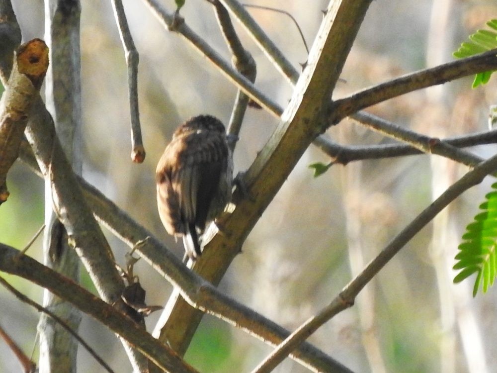 Scaled Piculet - Fernando Nunes