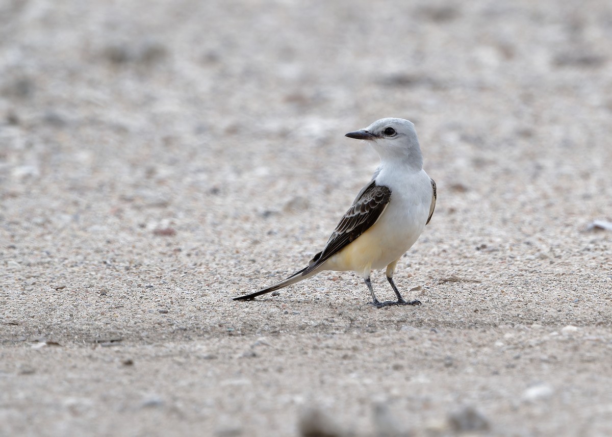 Scissor-tailed Flycatcher - KMJ Bird