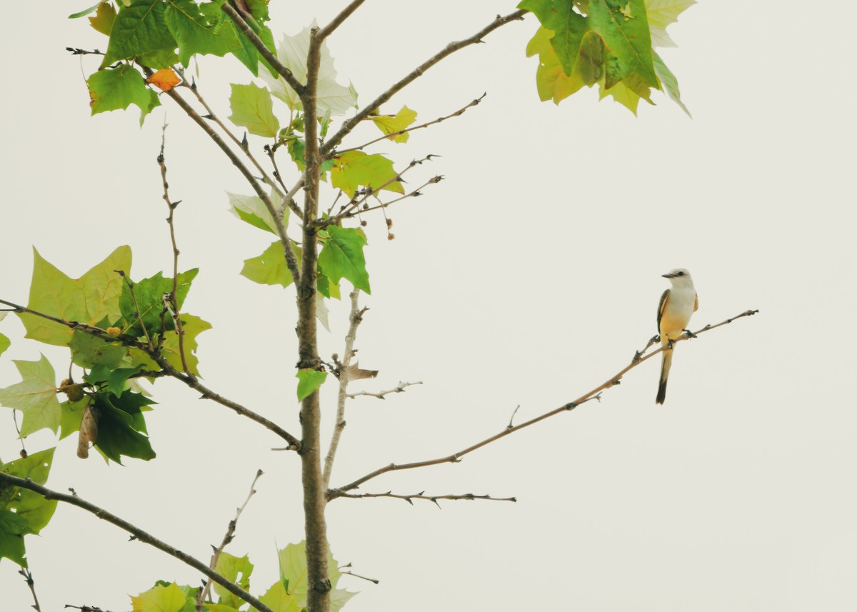 Scissor-tailed Flycatcher - KMJ Bird