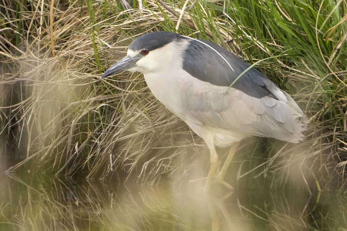 Black-crowned Night Heron - ML618824628