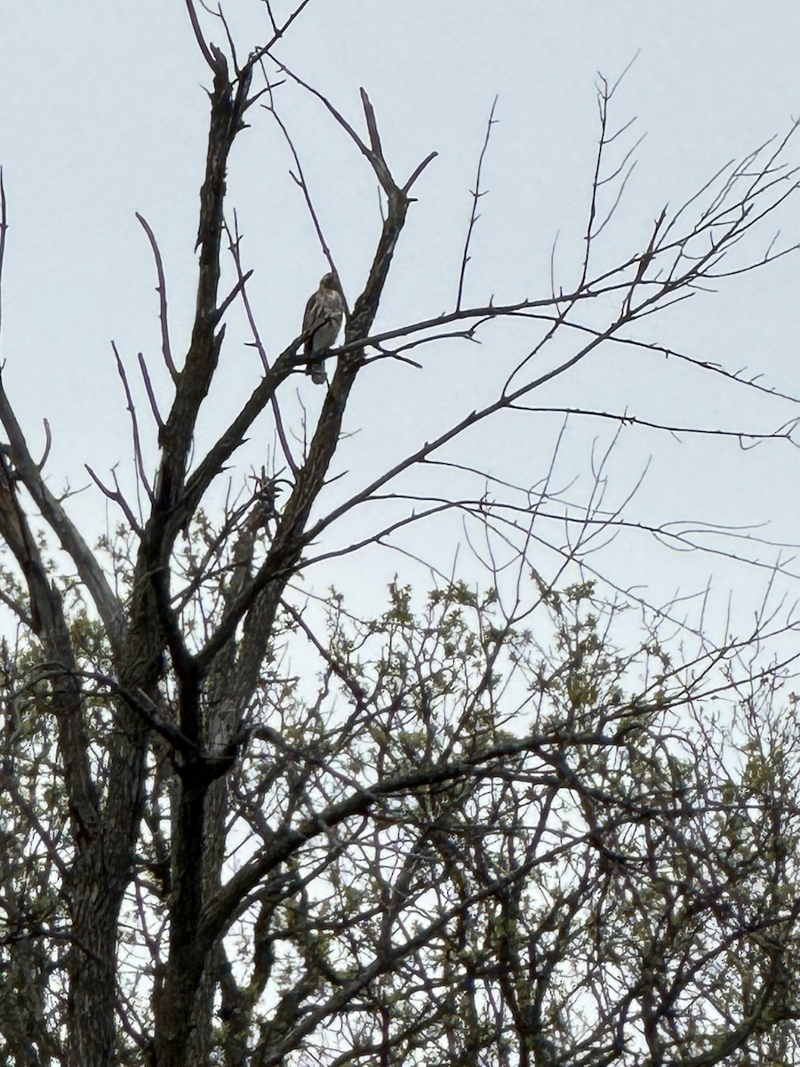 Red-tailed Hawk - ML618824675