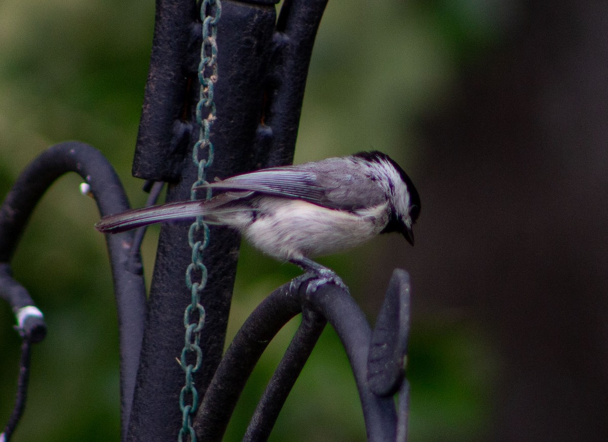 Carolina Chickadee - ML618824687