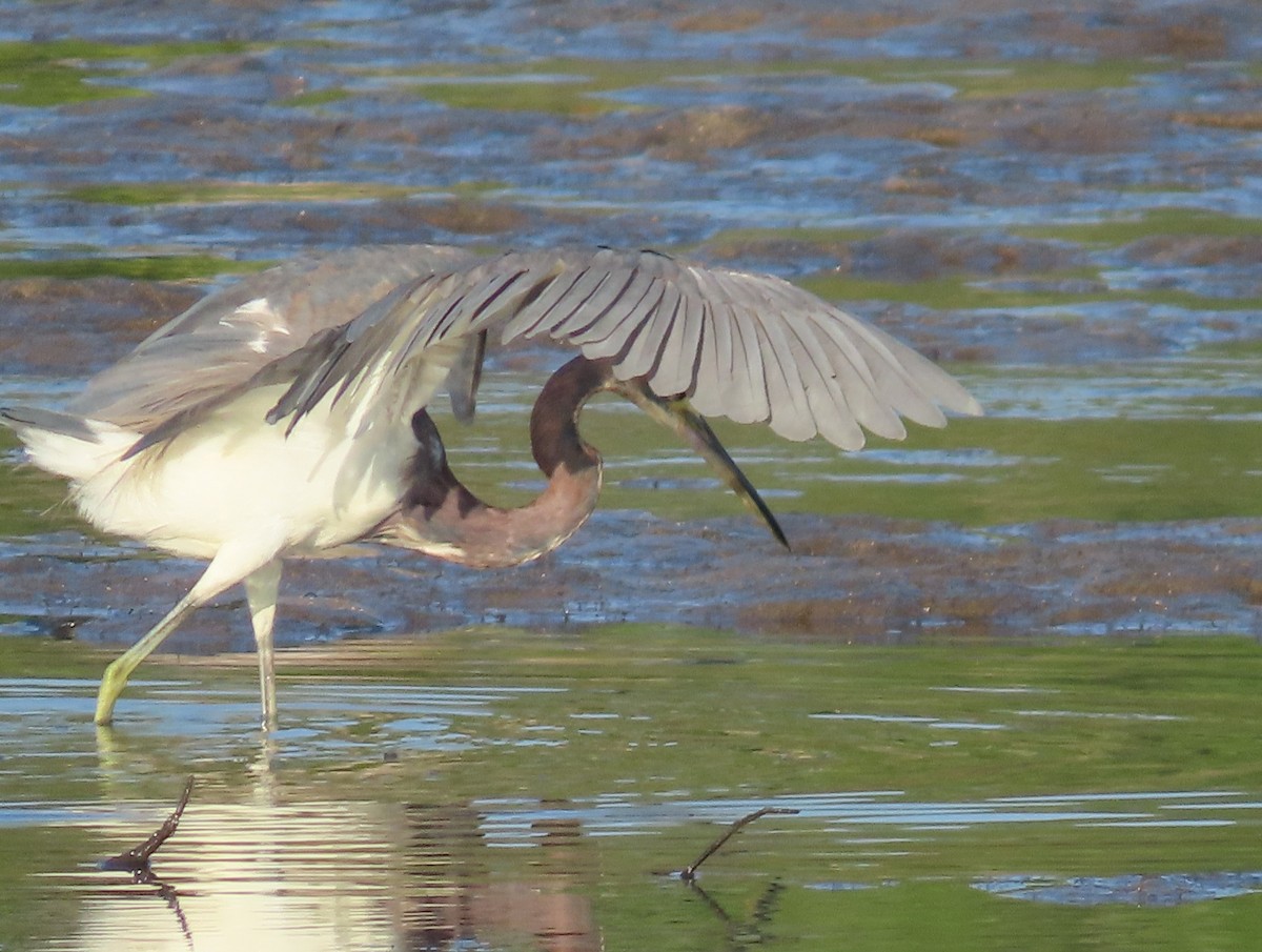 Tricolored Heron - Pamela Hunt