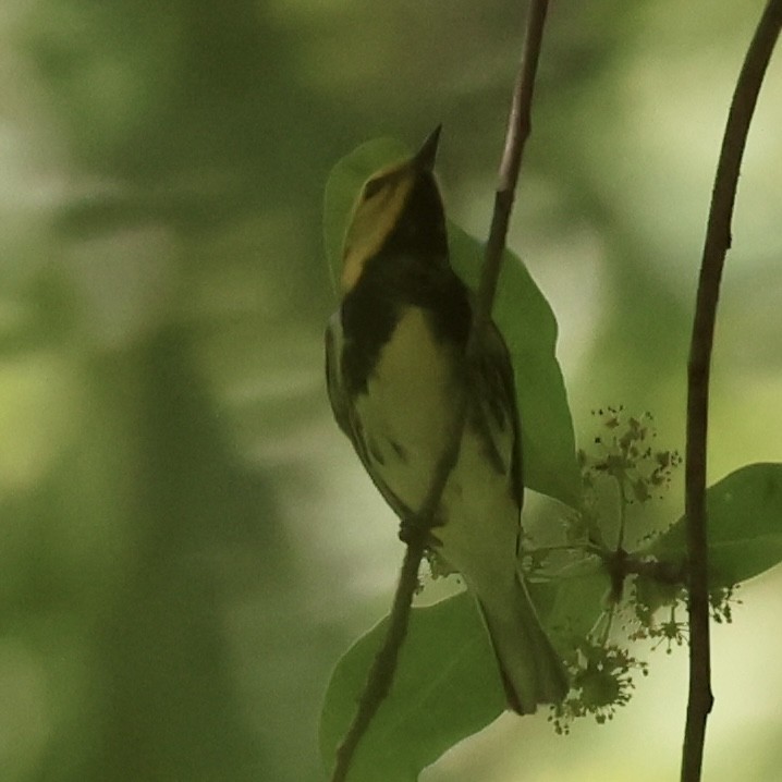 Black-throated Green Warbler - J. Fields Falcone