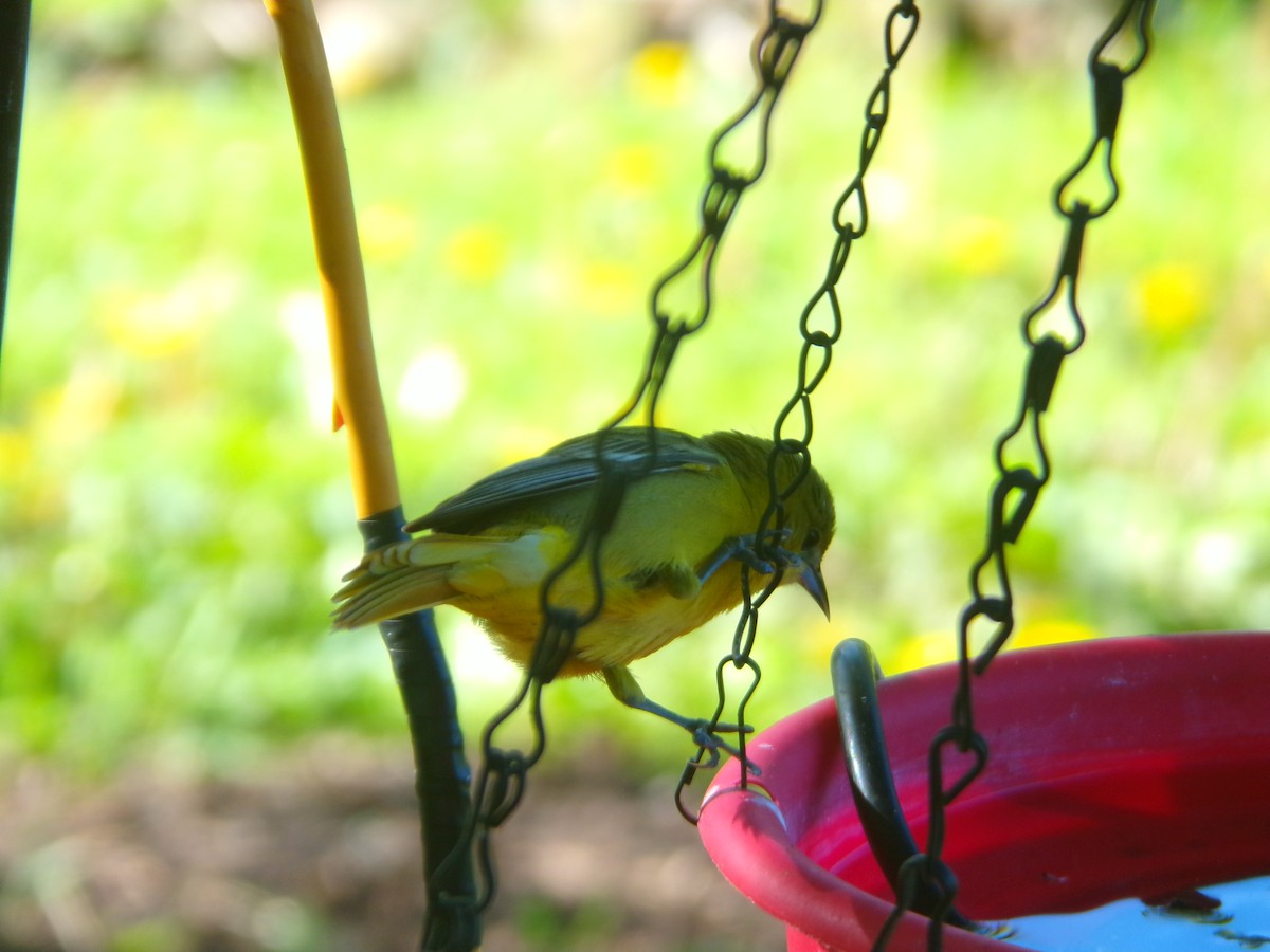 Baltimore Oriole - Kara Bean