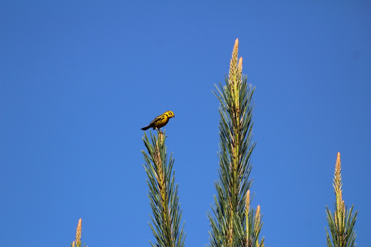 Prairie Warbler - M Alexander