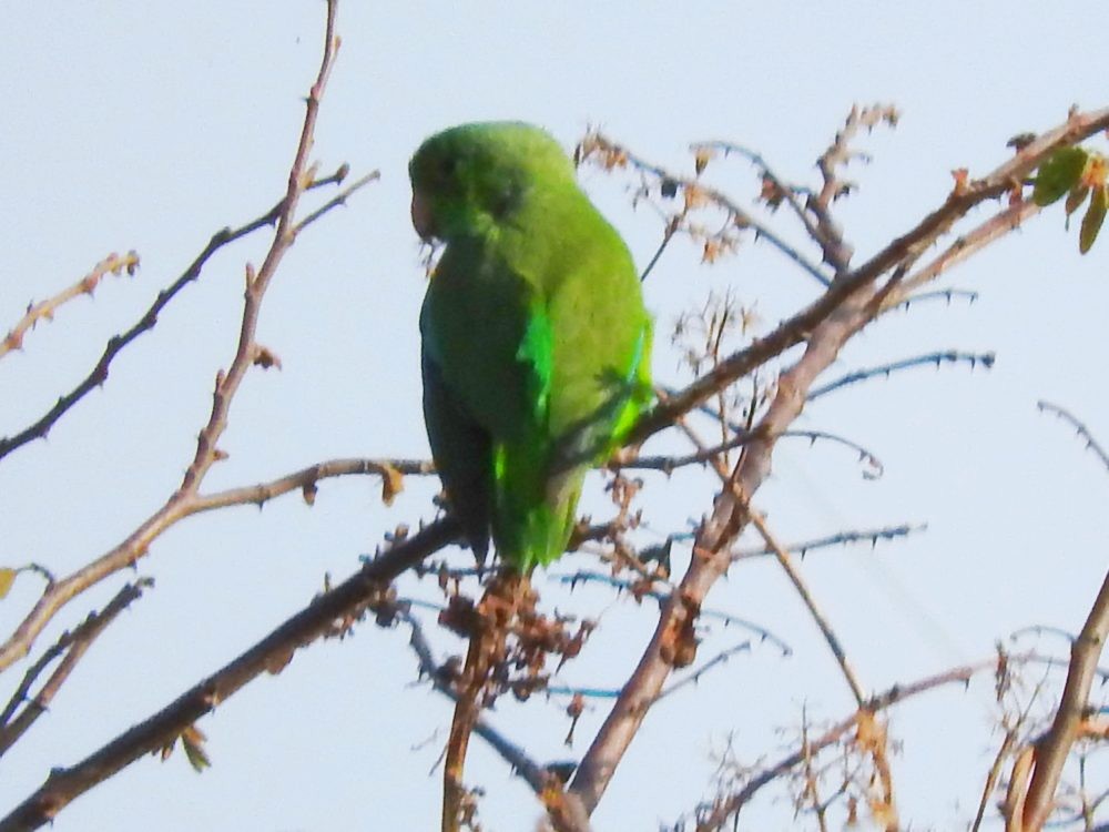 Green-rumped Parrotlet - Fernando Nunes