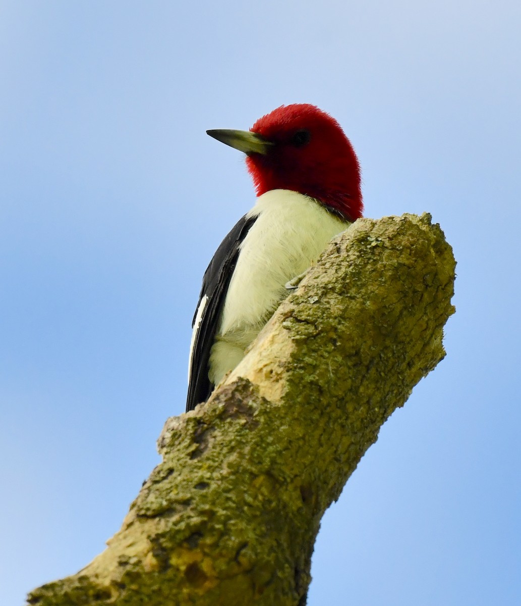 Red-headed Woodpecker - Kristen Cart