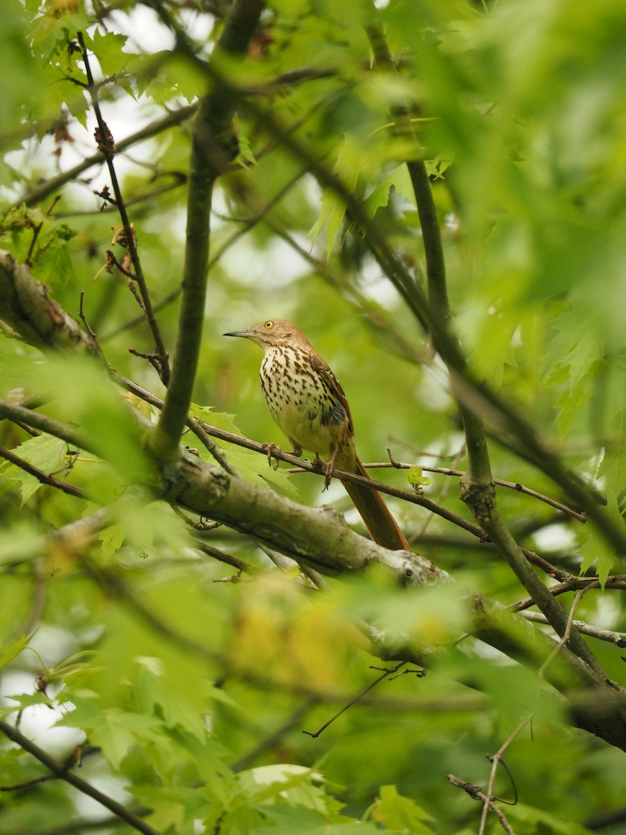 Brown Thrasher - Anonymous