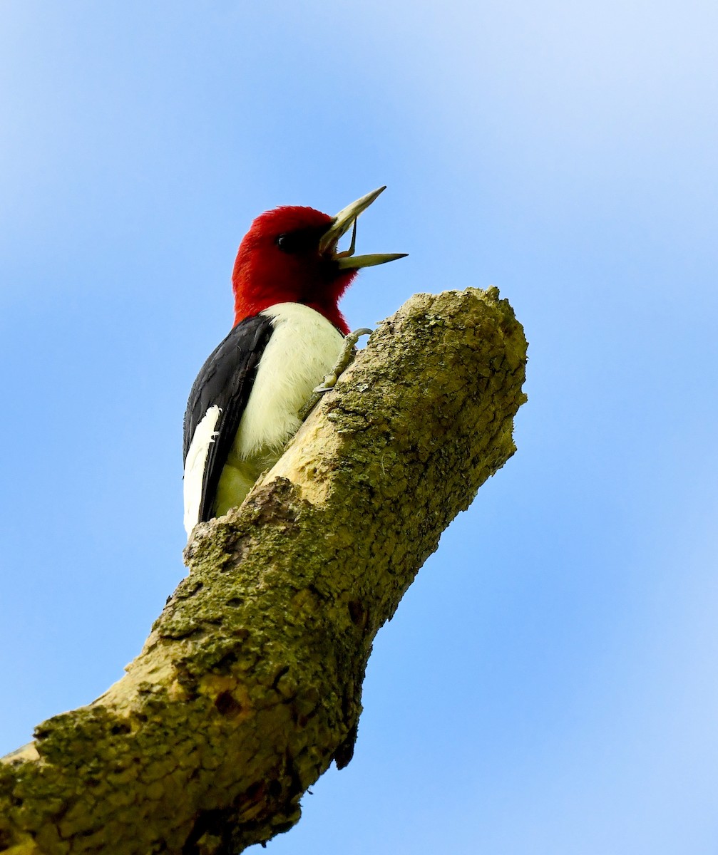 Red-headed Woodpecker - Kristen Cart