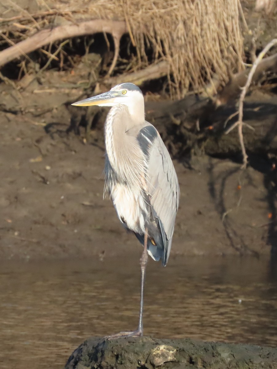 Great Blue Heron (Great Blue) - Pamela Hunt