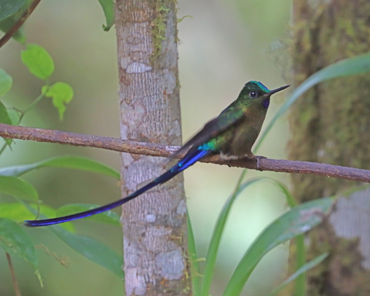 Violet-tailed Sylph - Dan Kempf