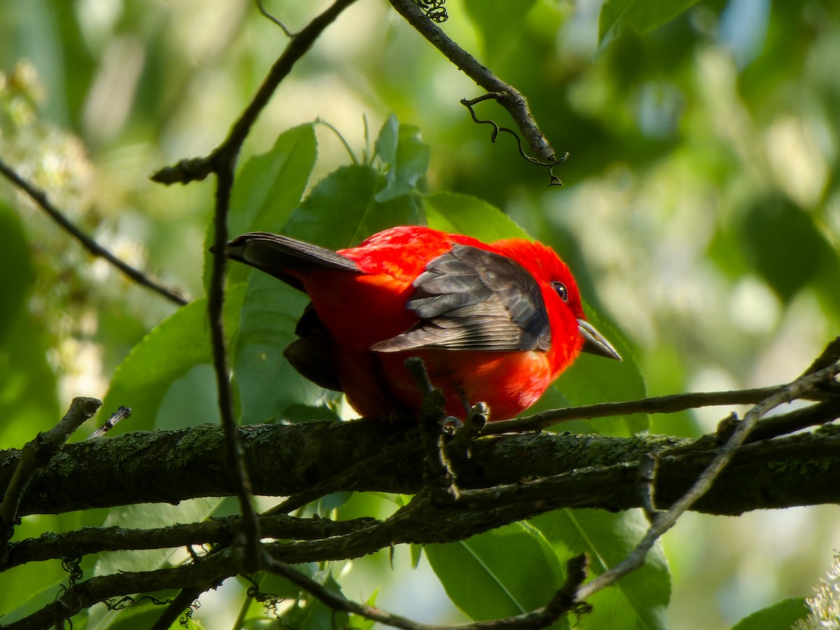 Scarlet Tanager - Ankur Dave