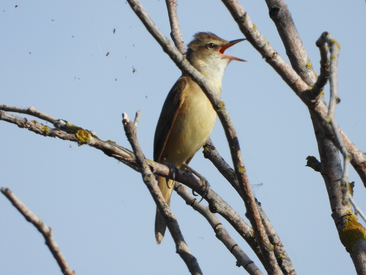 Great Reed Warbler - Jose Luis Vinagre Gudiño