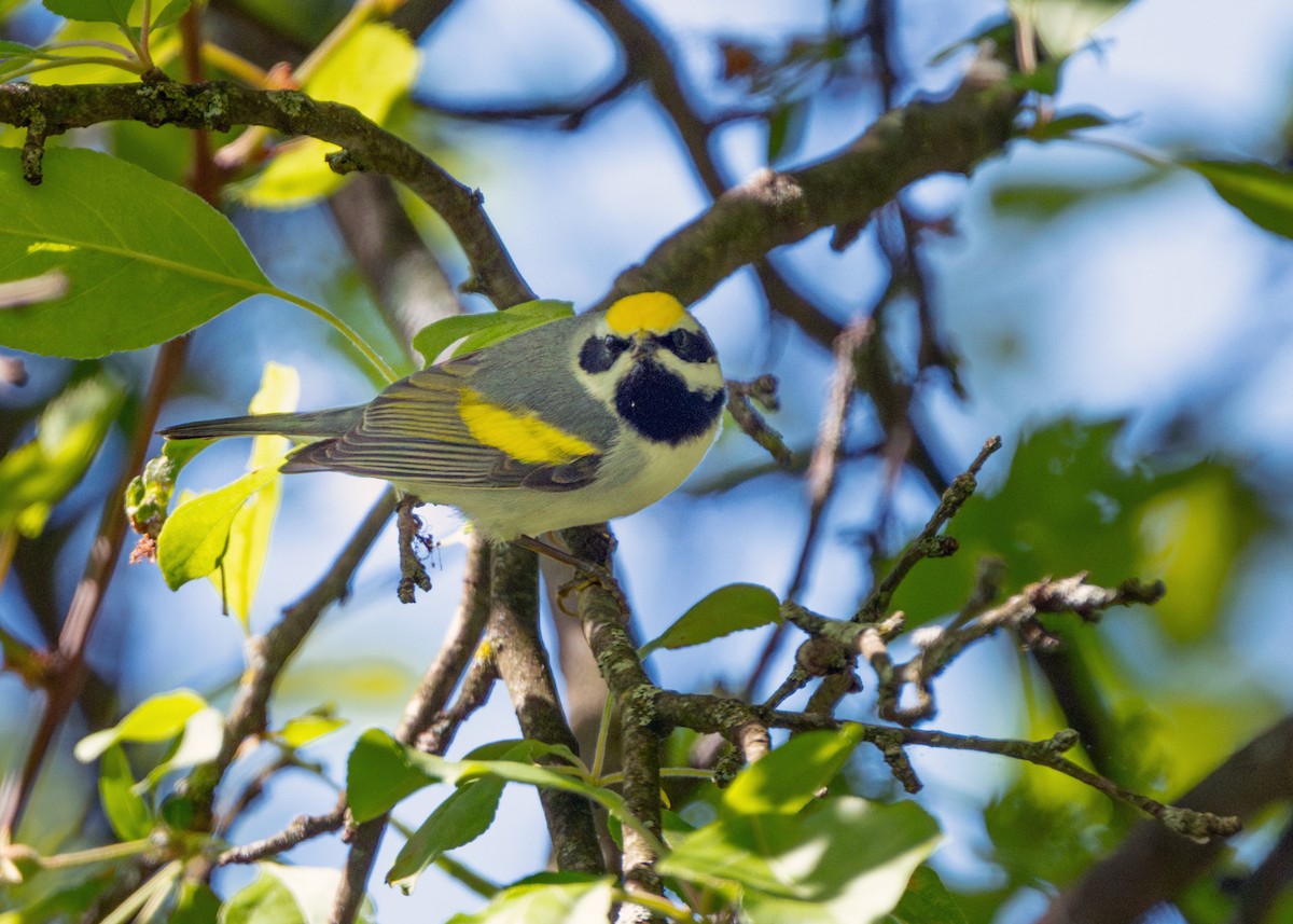 Golden-winged Warbler - Dori Eldridge