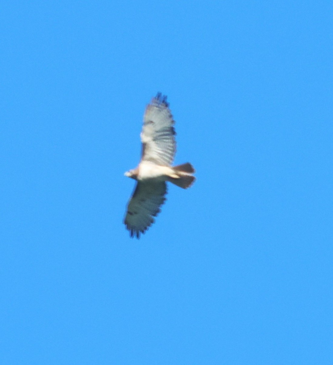 Red-tailed Hawk - Michael Clay