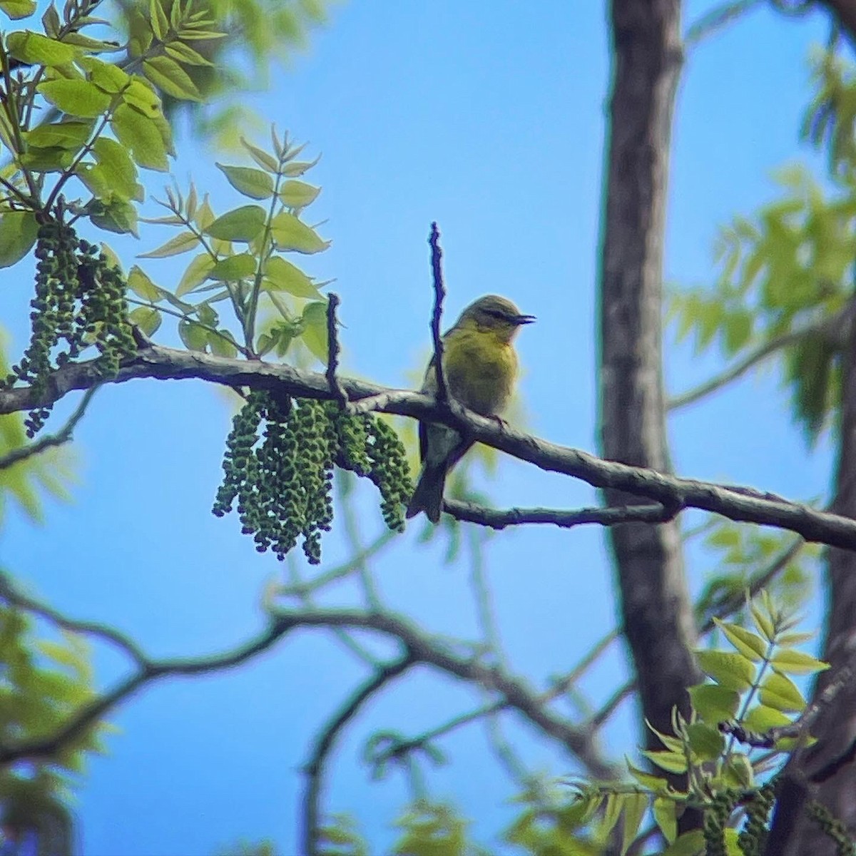 Pine Warbler - Dave Votta