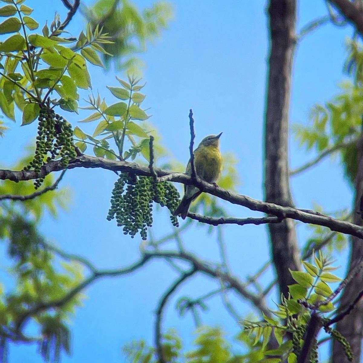 Pine Warbler - Dave Votta