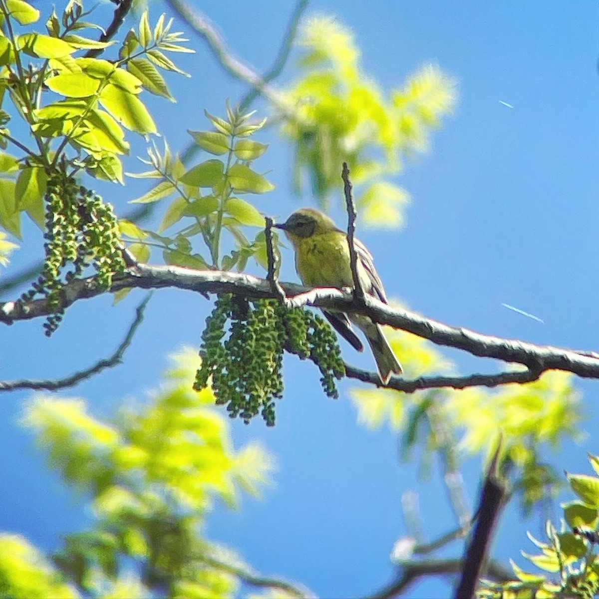 Pine Warbler - Dave Votta