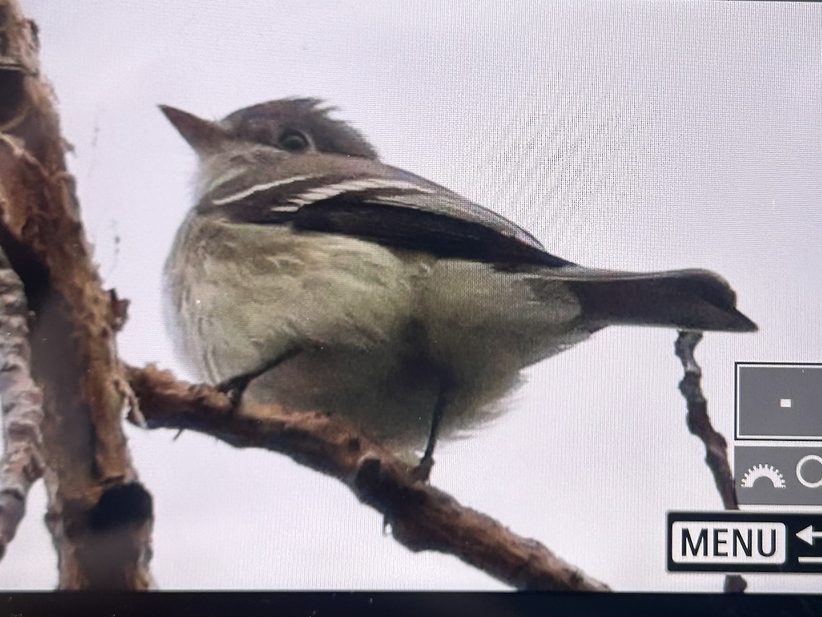 Least Flycatcher - Danny Tipton