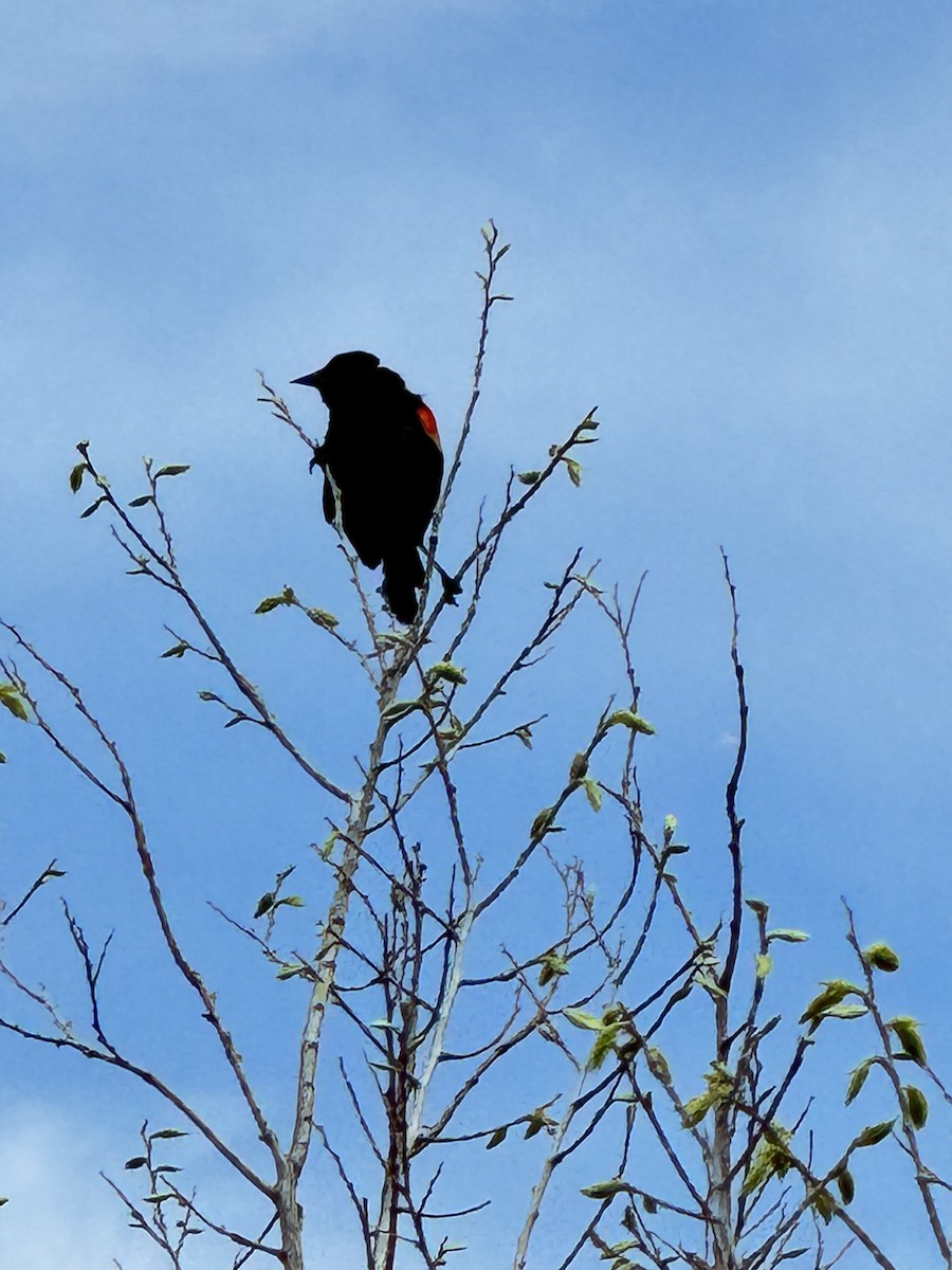 Red-winged Blackbird - ML618824788