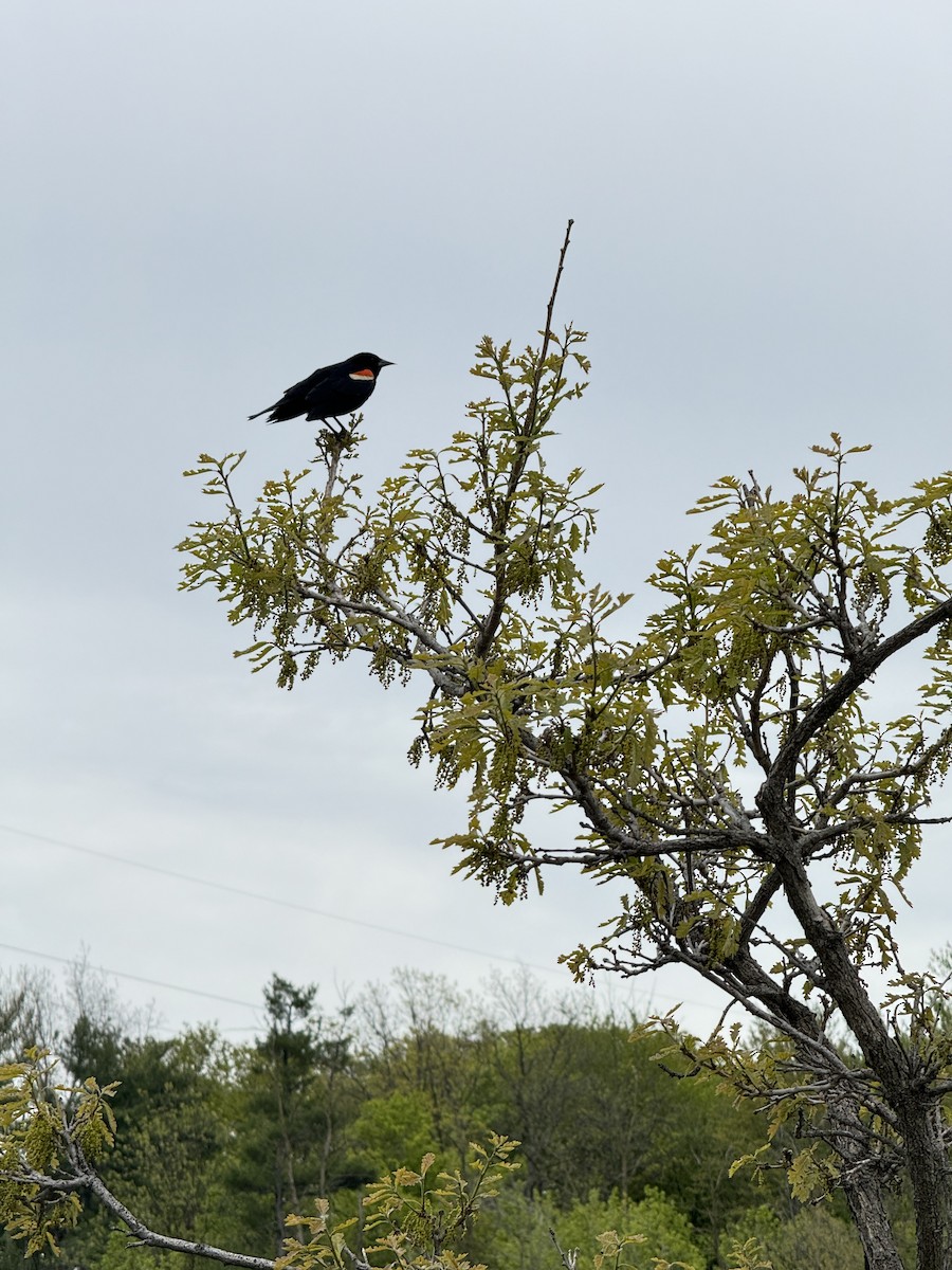 Red-winged Blackbird - ML618824789