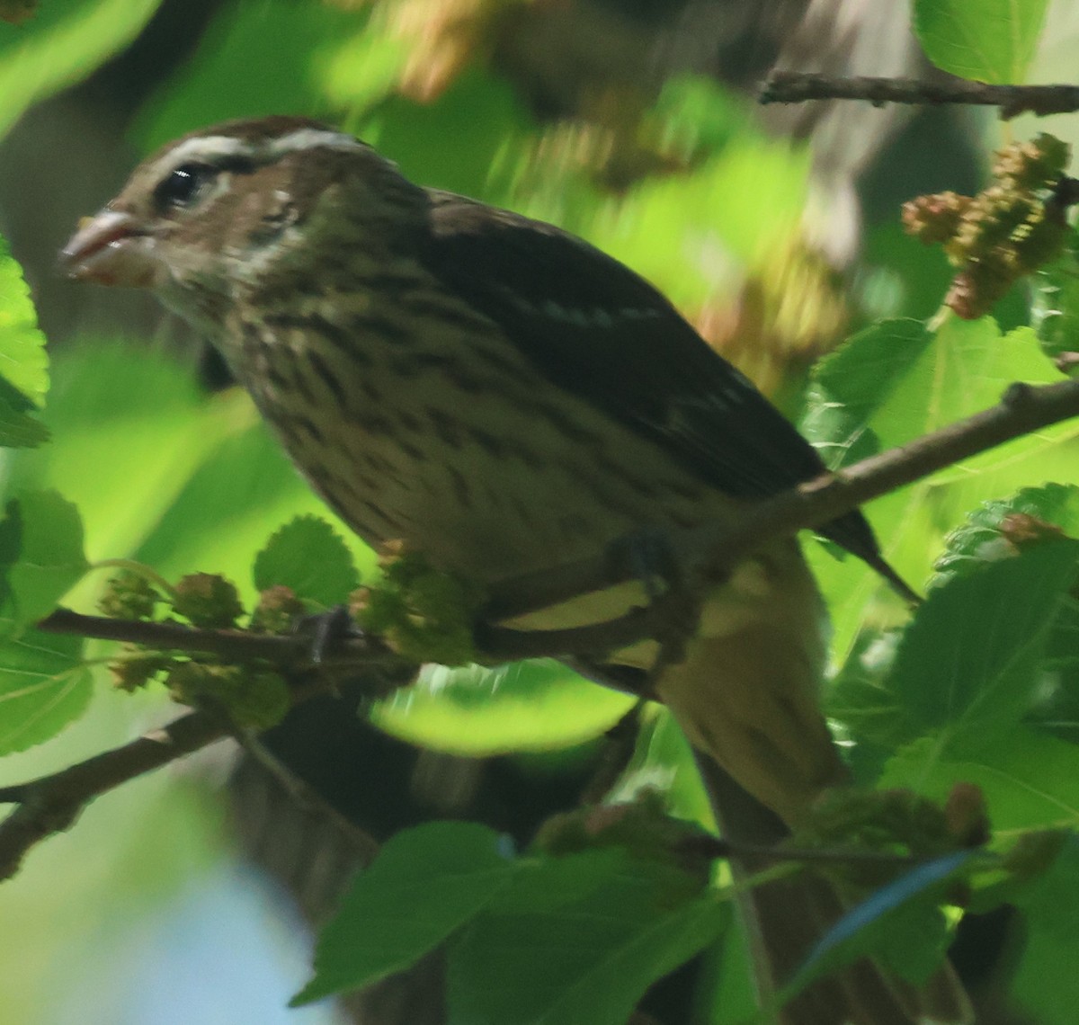 Rose-breasted Grosbeak - Michael Clay