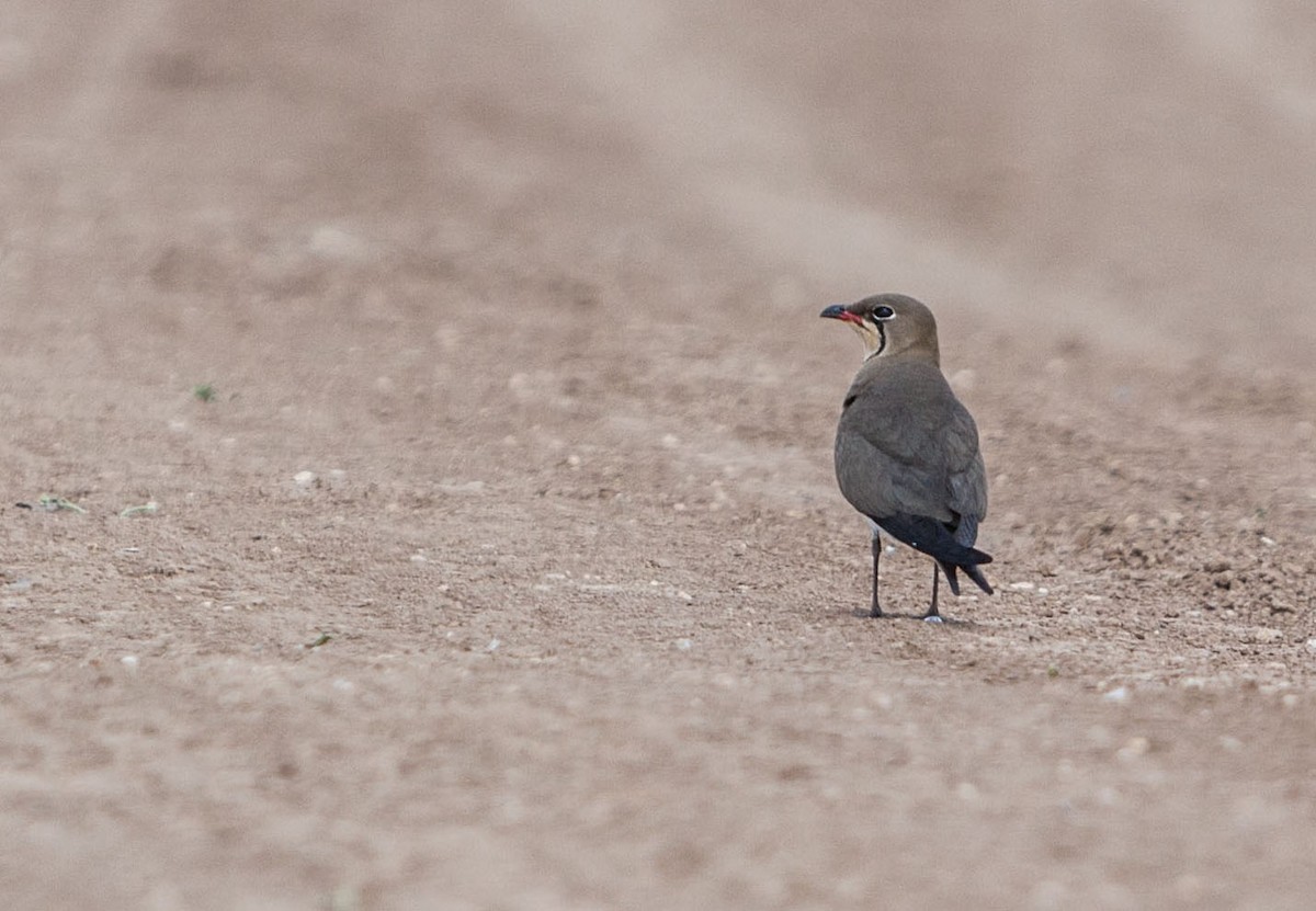 Collared Pratincole - Ido Ben-Itzhak