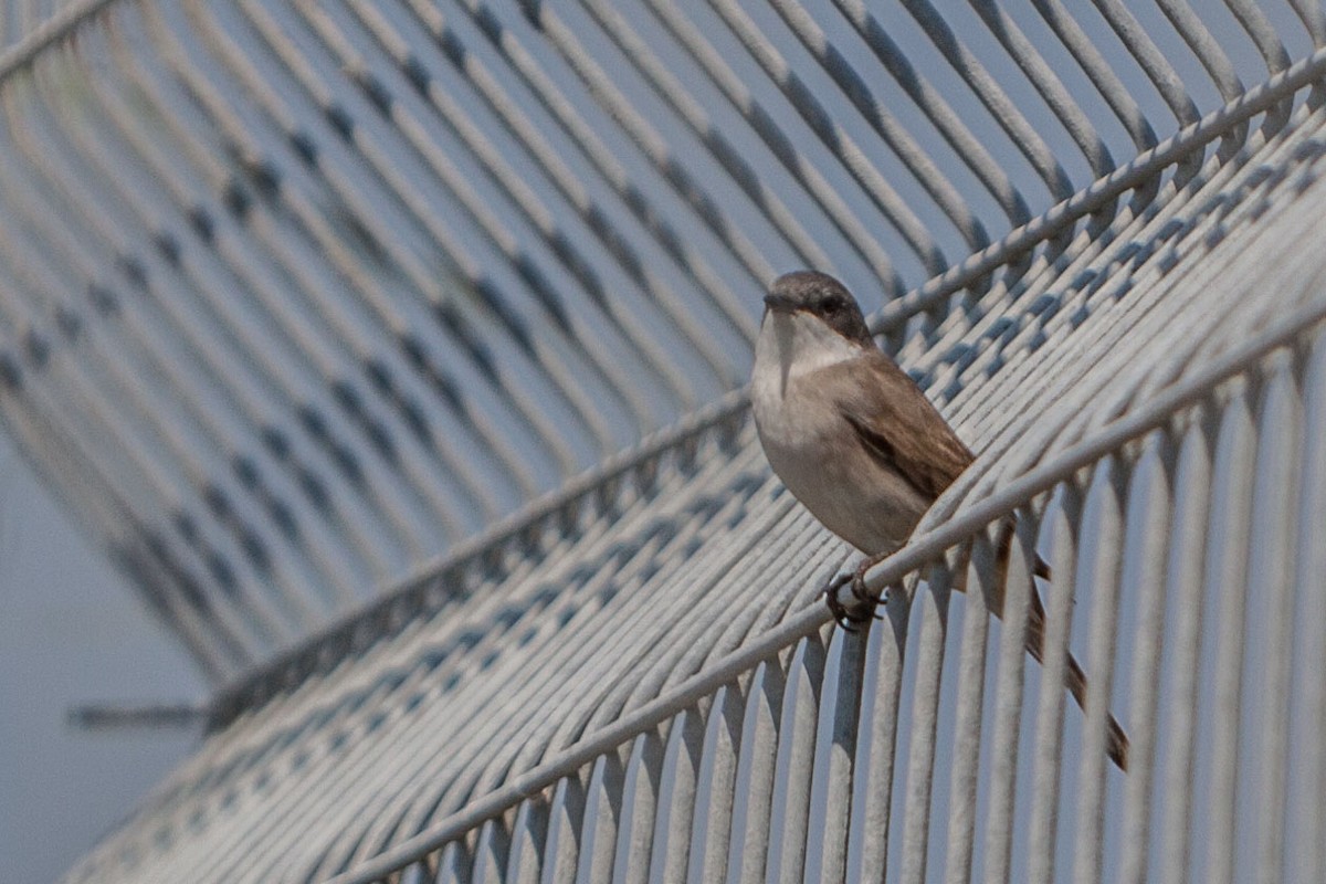 Lesser Whitethroat - Ido Ben-Itzhak