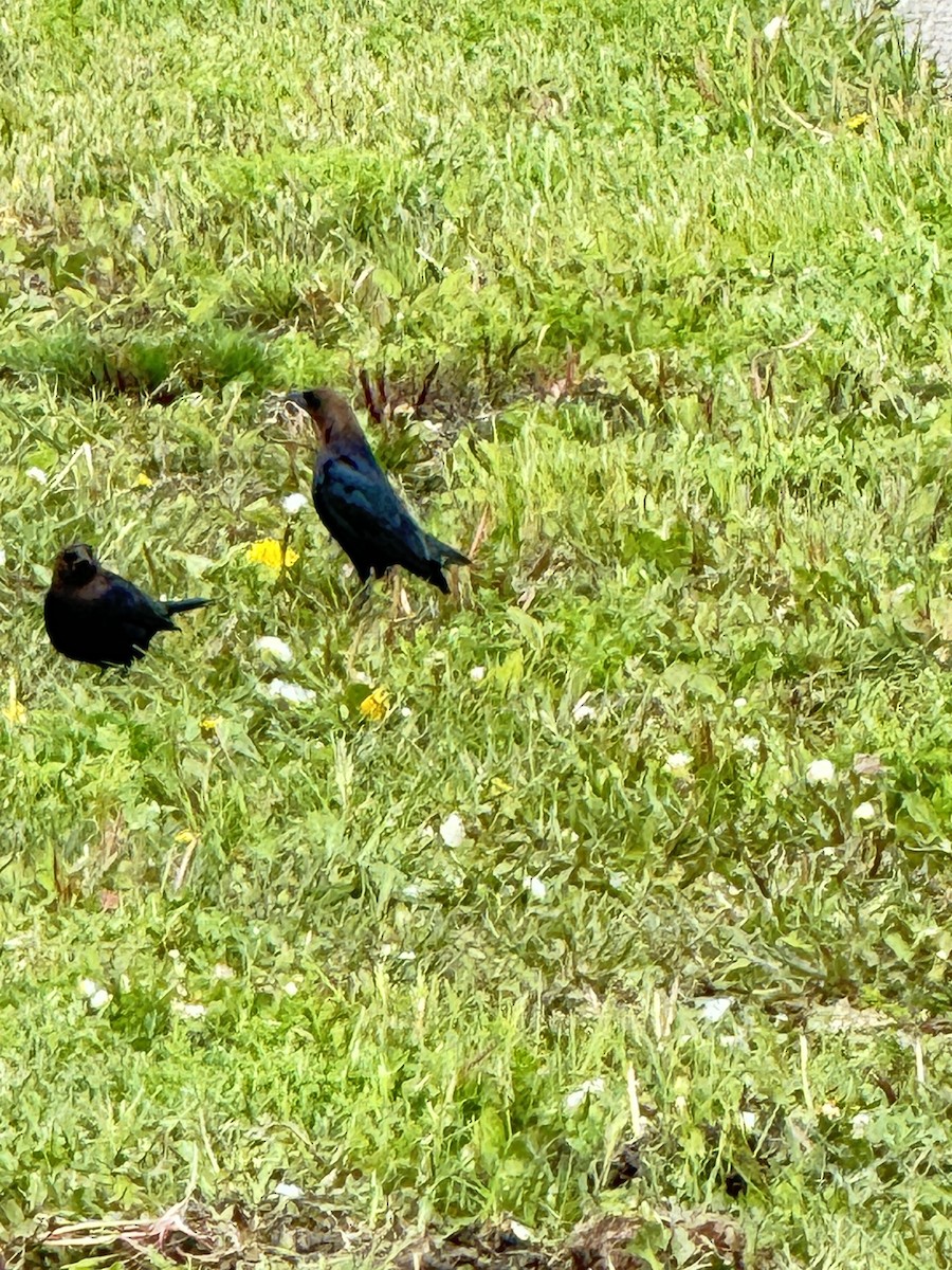 Brown-headed Cowbird - ML618824810