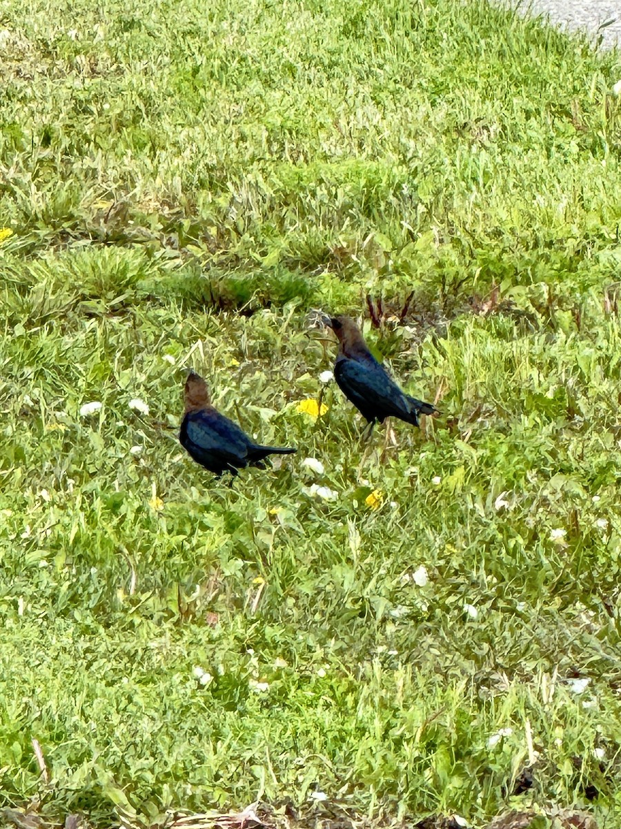 Brown-headed Cowbird - Dinesh Sikand