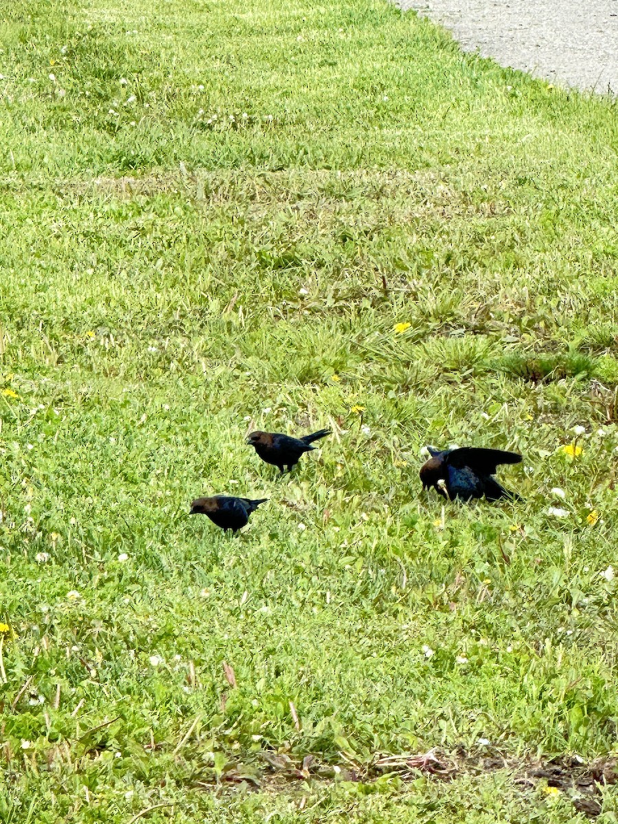 Brown-headed Cowbird - ML618824812