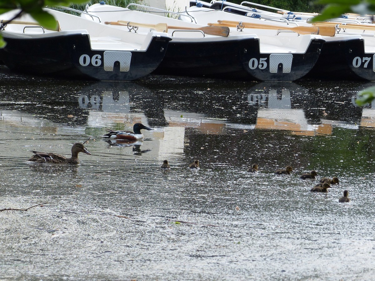 Northern Shoveler x Mallard (hybrid) - ML618824818