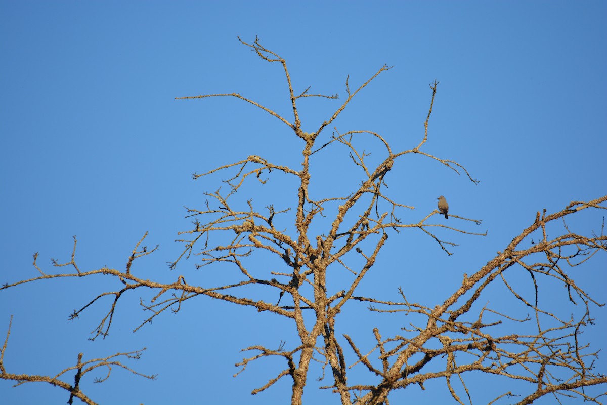 Western Wood-Pewee - Kylie B.