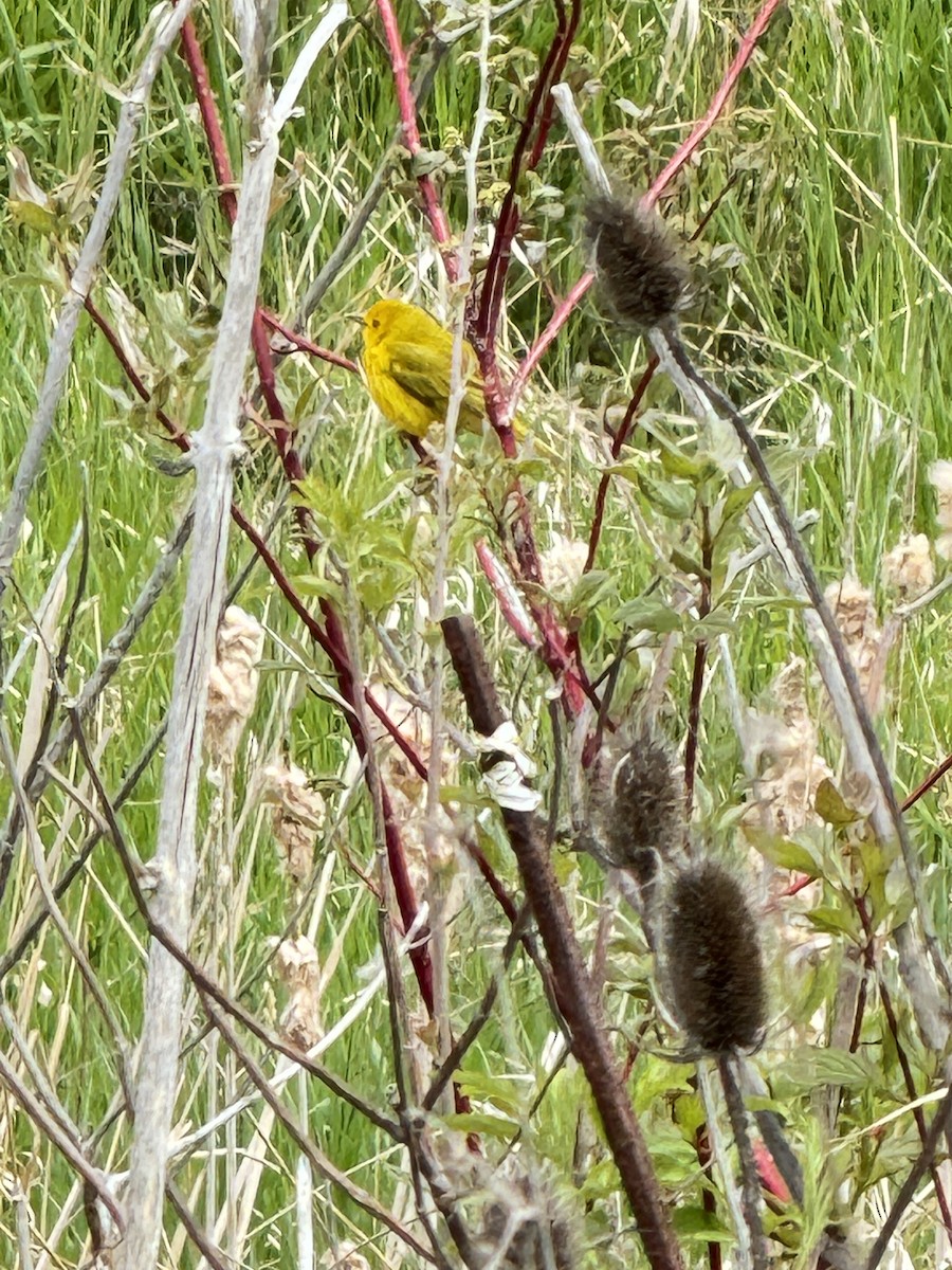 Yellow Warbler - ML618824828