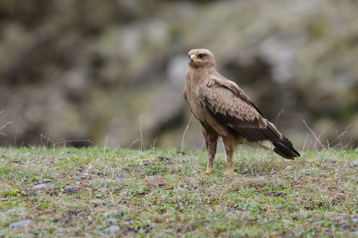 Lesser Spotted Eagle - Paul Maury