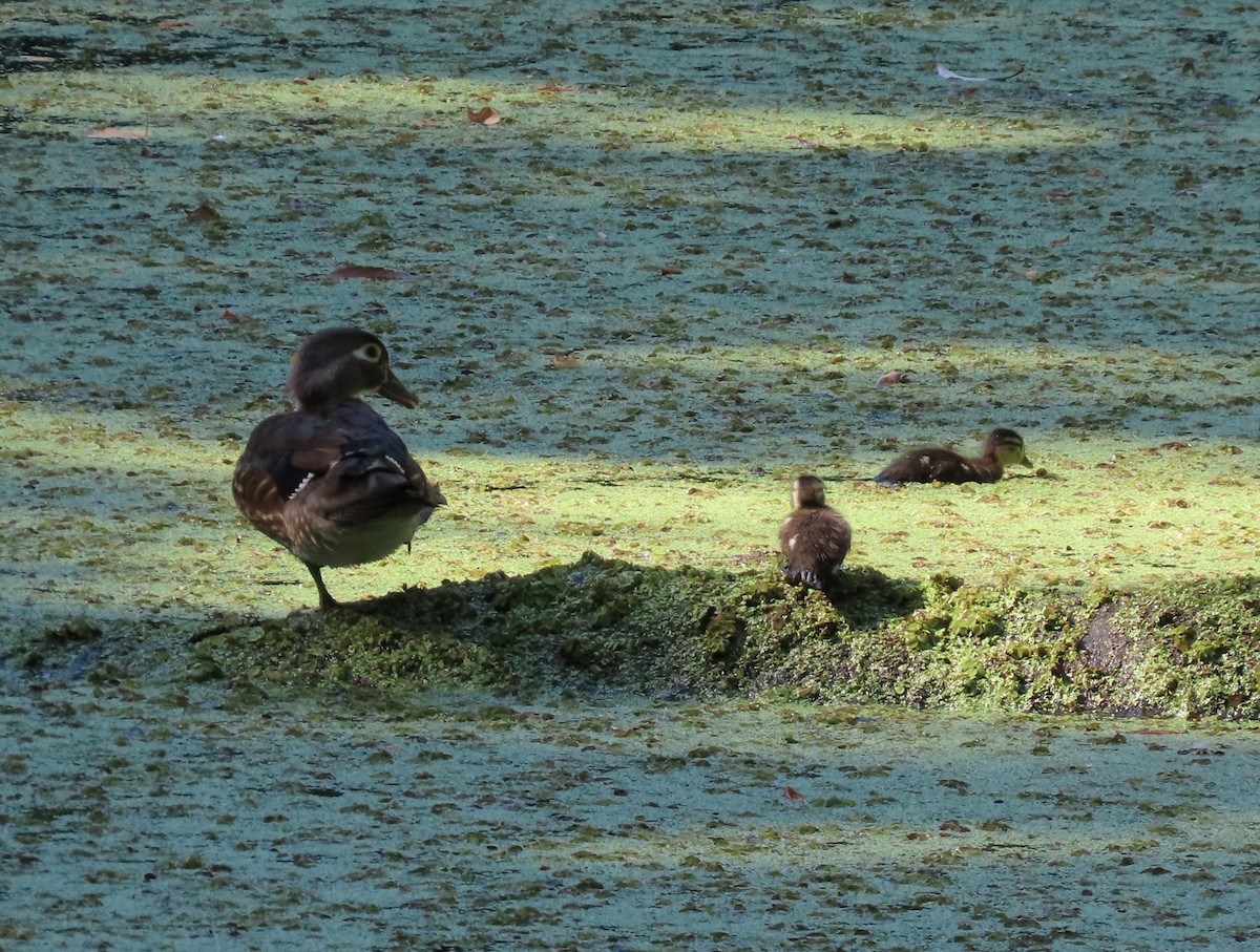 Wood Duck - ML618824843