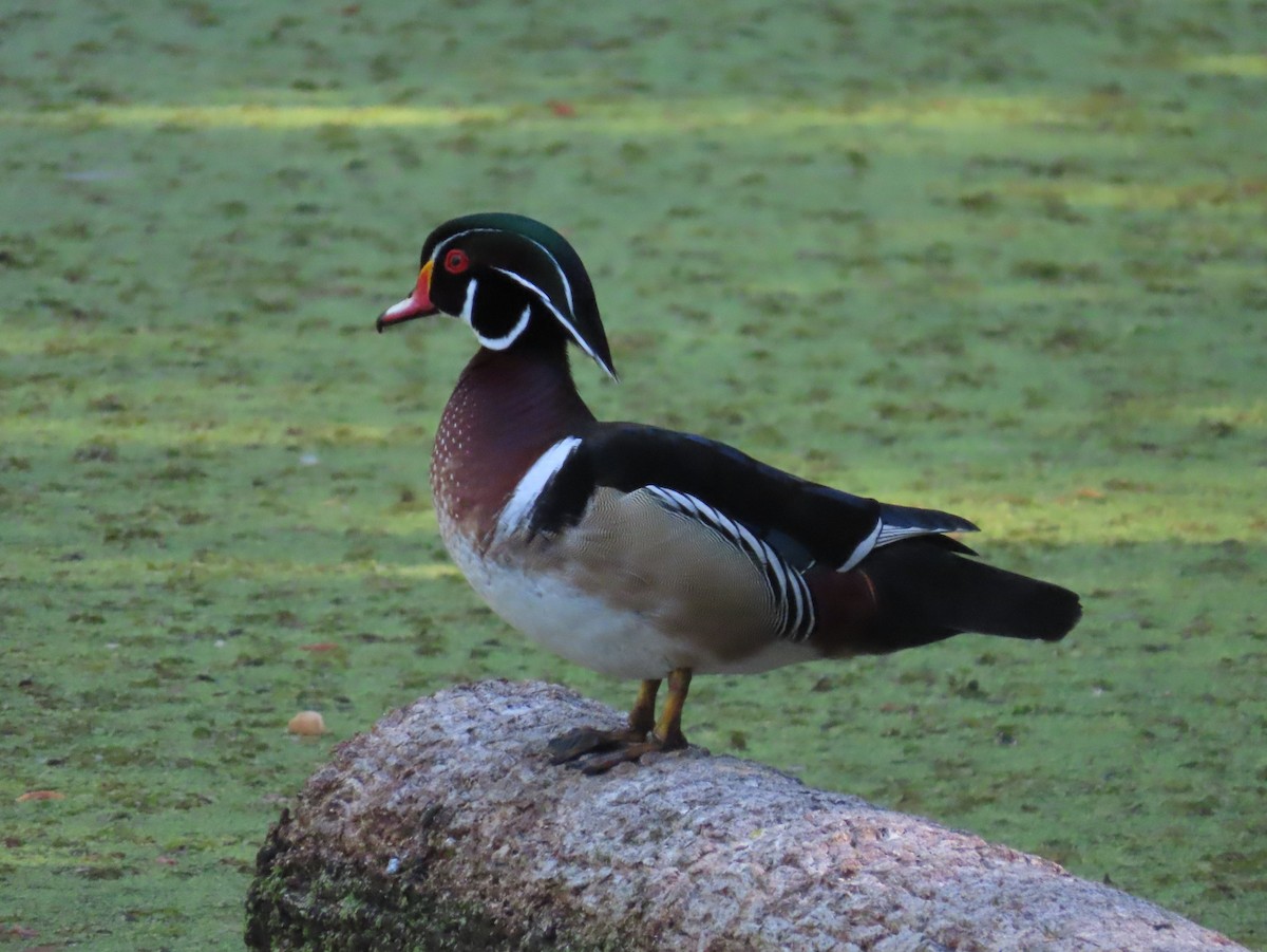 Wood Duck - Pamela Hunt