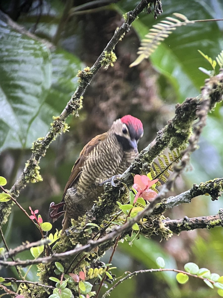 Golden-olive Woodpecker - Efrain Toapanta