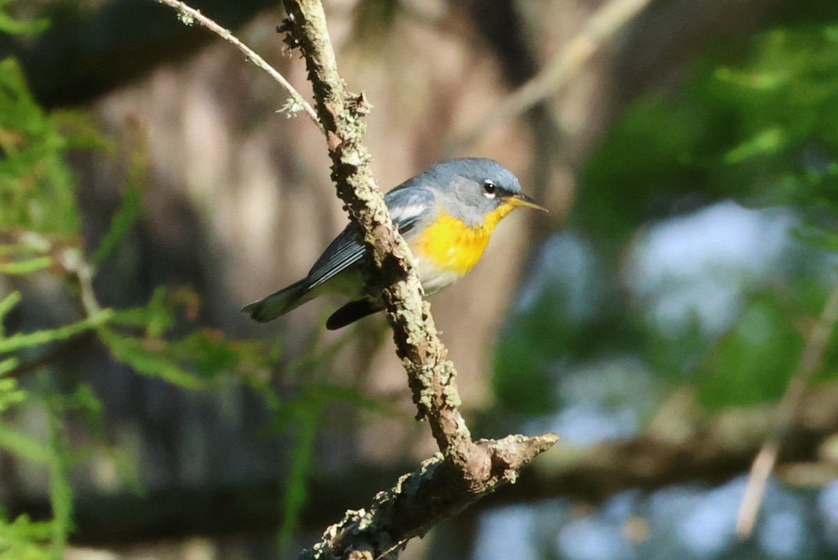 Northern Parula - Vern Bothwell