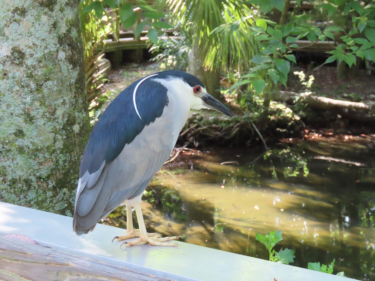 Black-crowned Night Heron - Pamela Hunt