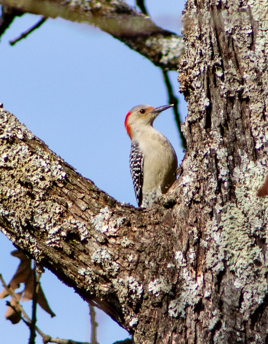 Red-bellied Woodpecker - ML618824878