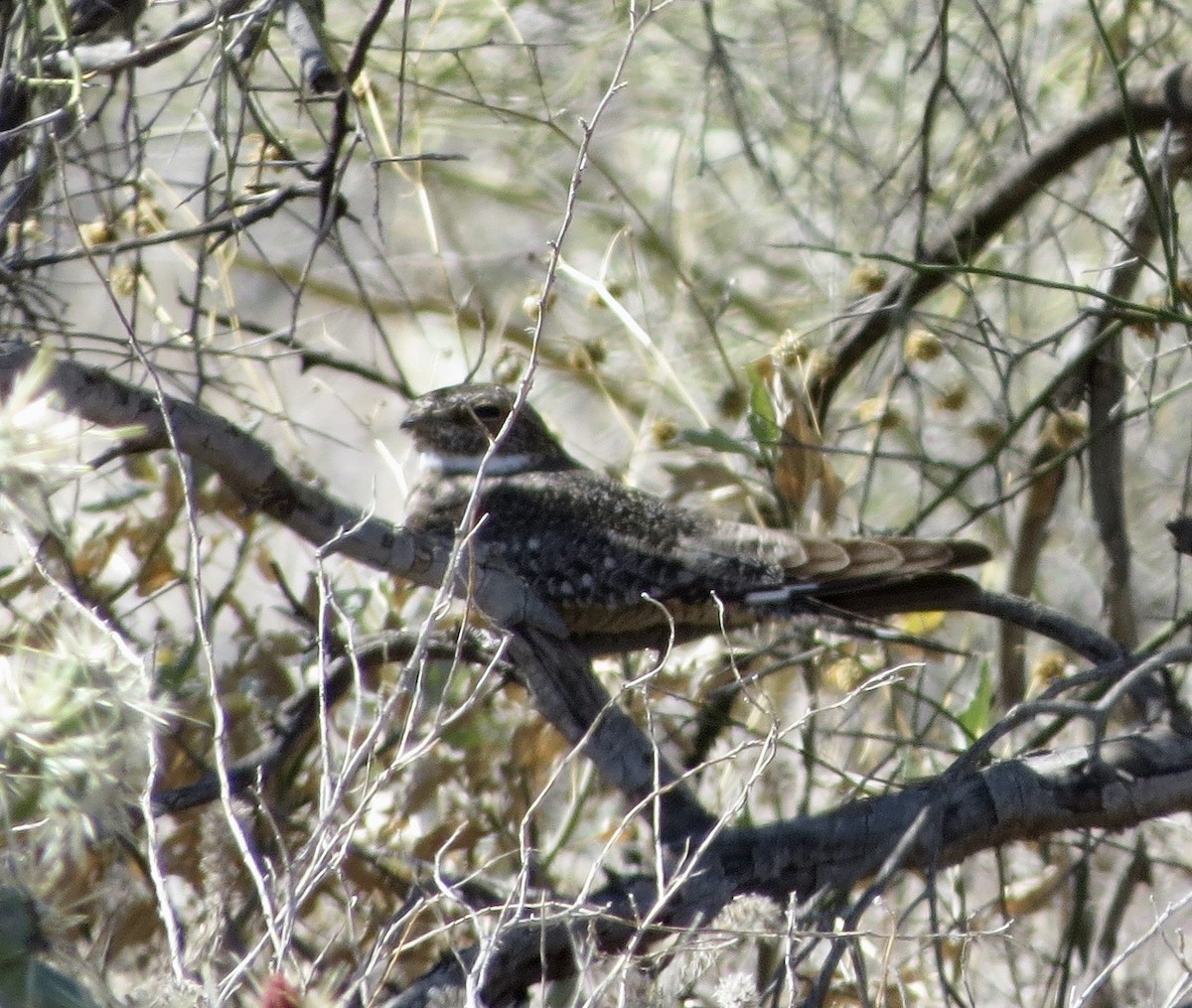 Lesser Nighthawk - Lisa Miller