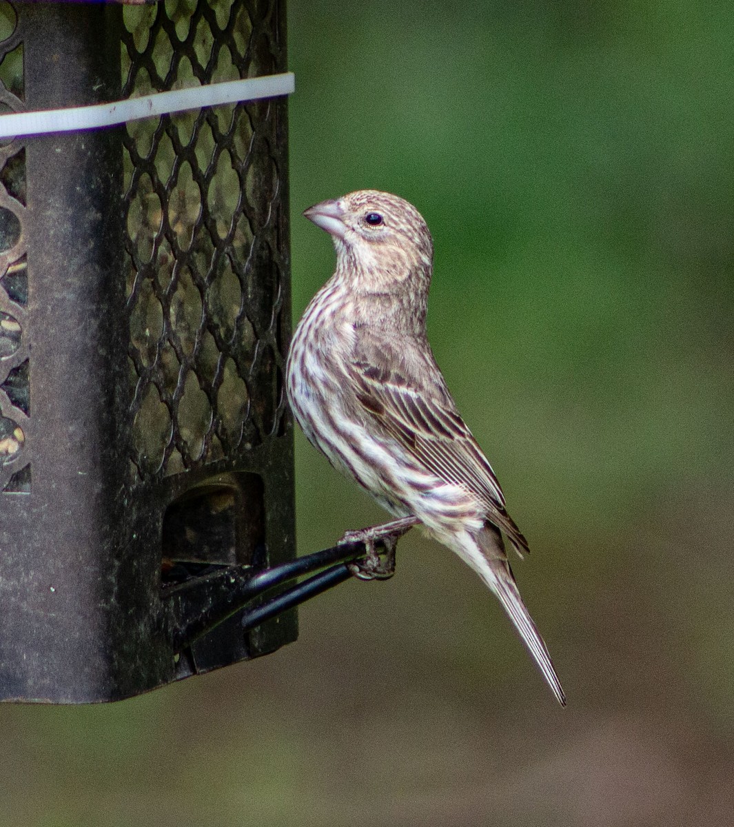 House Finch - ML618824888