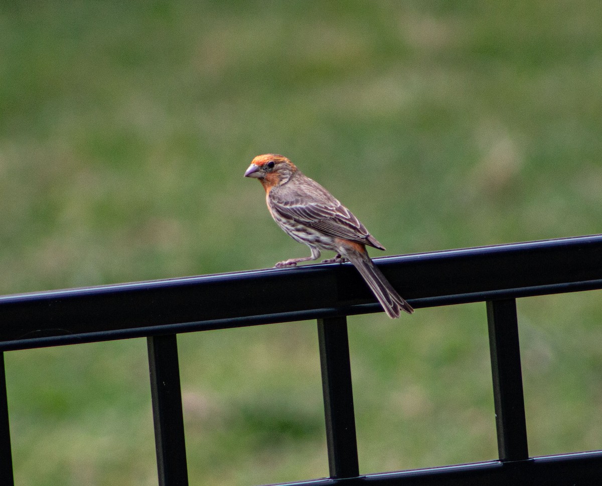 House Finch - ML618824889