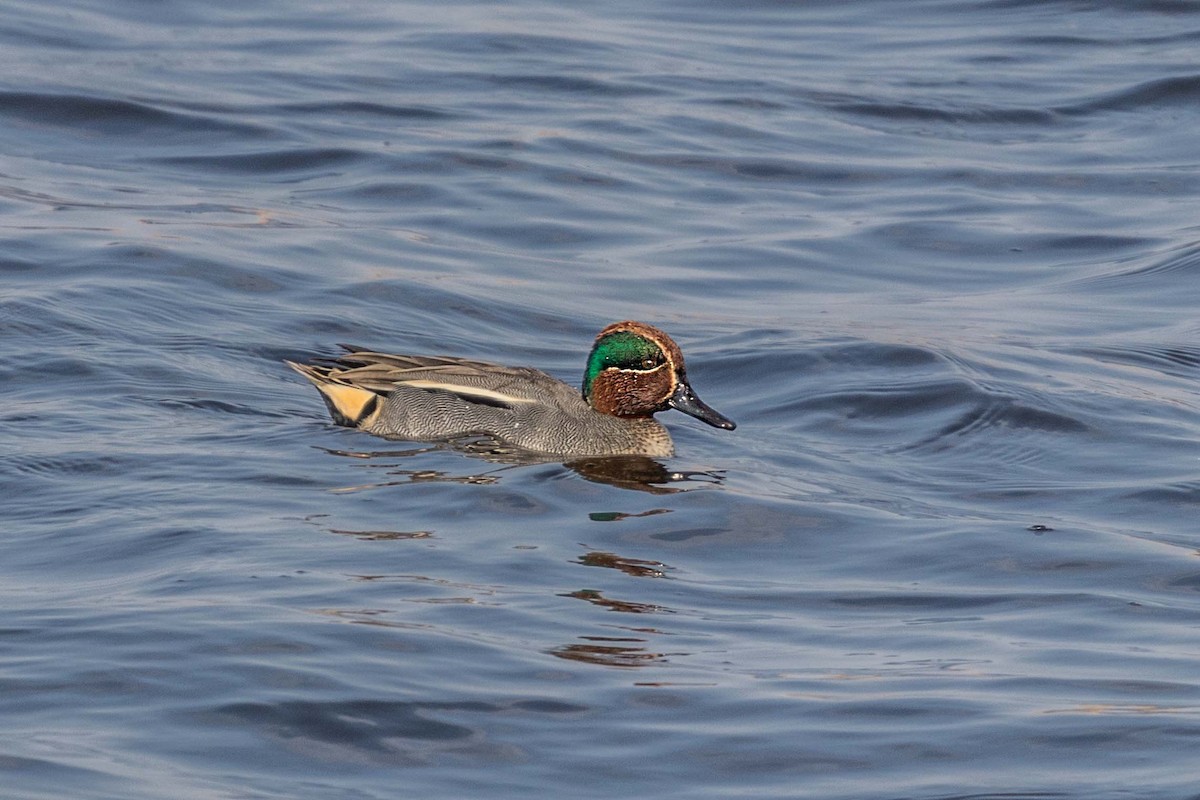 Green-winged Teal - Ido Ben-Itzhak