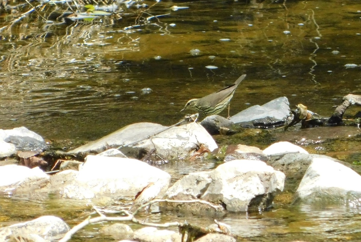 Northern Waterthrush - Eddie Politz