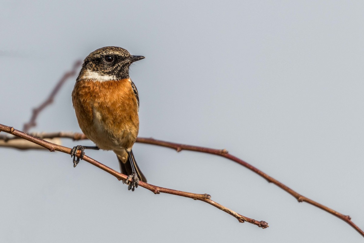 European Stonechat - Ido Ben-Itzhak