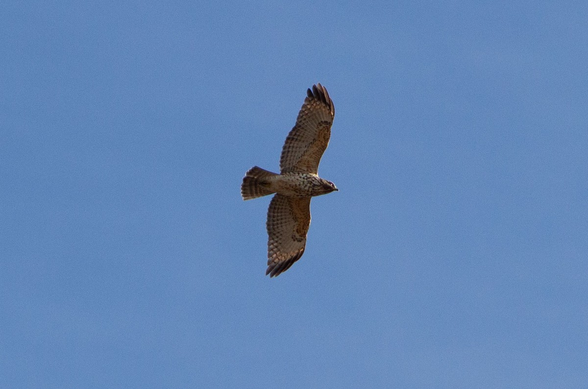 Red-shouldered Hawk - ML618824948