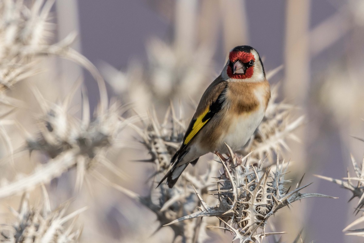 European Goldfinch - Ido Ben-Itzhak